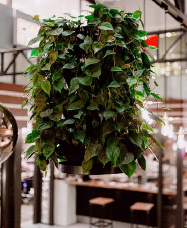 Mur végétal stabilisé - Natural Greenwalls - en végétaux vivants / colonne / naturel