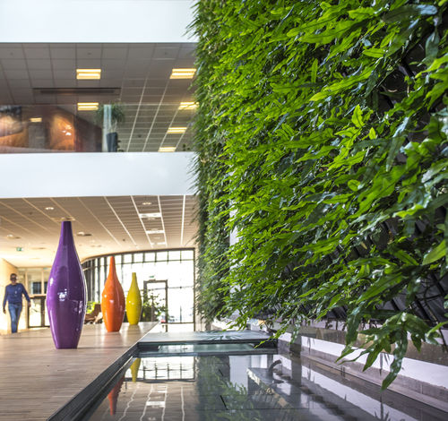 Mur végétal stabilisé - KRIFA - Natural Greenwalls - en végétaux vivants / naturel / feuillages denses