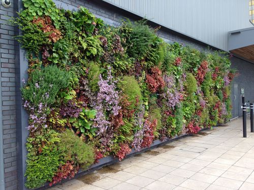 Mur végétal stabilisé - LIVING - hedera screens - naturel / feuillages denses / floral