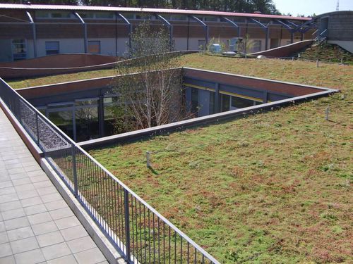 Toiture végétalisée extensive - SEDUM ROOFS - hedera screens - pour toiture plate / étanche