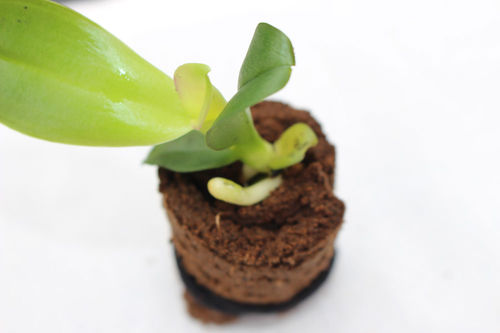Substrat de culture tourbe - ZENPLUG™ - Grow-Tech LLC - bouchon