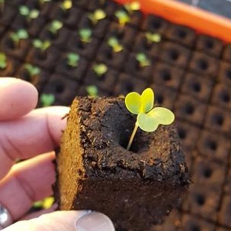 Substrat de culture tourbe - ECO GLUE - FLORAGARD Vertribs-GmbH - en vrac / fin