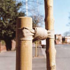 Ancrage de motte par câble - NATURETIE - GreenBlue Urban Ltd