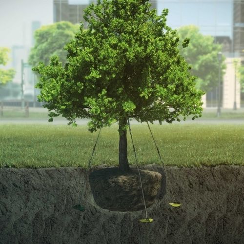 Ancrage d'arbre par câble - Ancrest - par haubanage