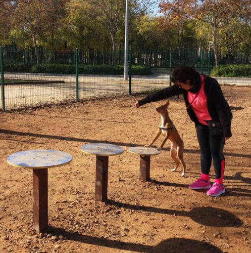 Parcour d'obstacles agility - DUAGCP-09 - DEPORTES URBANOS - plate-forme / sur mesure