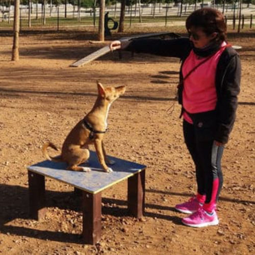Table d'agility de dressage - DUAGCP-04 - DEPORTES URBANOS - pour chiens