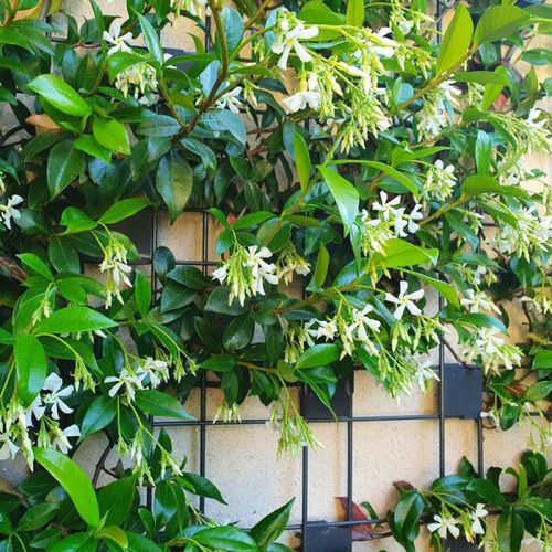 Tuteur de plantes en acier galvanisé - ZENTURO - Betafence International - treille / pour plante grimpante / gris