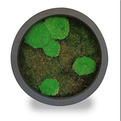 Tableau végétal stabilisé - 30  - naturall green - en mousse boule / naturel / d'intérieur