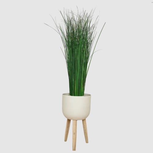 Plante ornementale stabilisée - GYNERIUM 100 - naturall green - de taille moyenne / d'intérieur
