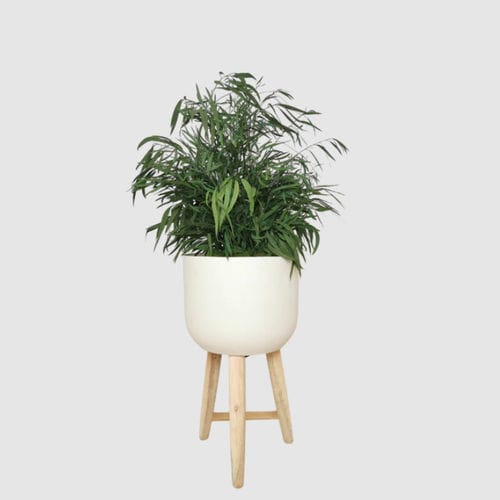 Plante ornementale stabilisée - NICOLY 70 - naturall green - eucalyptus / de taille moyenne / d'intérieur
