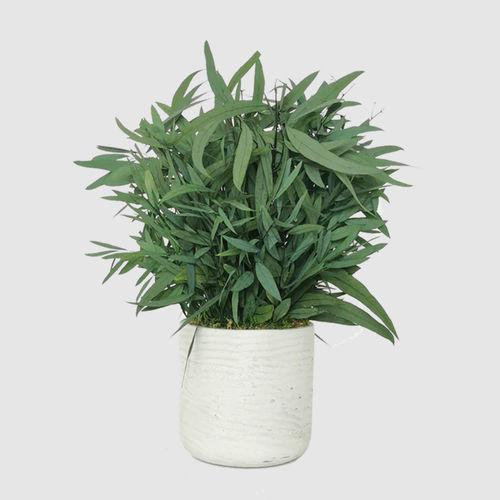 Plante ornementale stabilisée - NICOLY 30  - naturall green - eucalyptus / de taille moyenne / d'intérieur