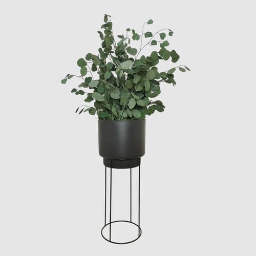 Plante ornementale stabilisée - POPULUS 70 - naturall green - eucalyptus / de taille moyenne / d'intérieur