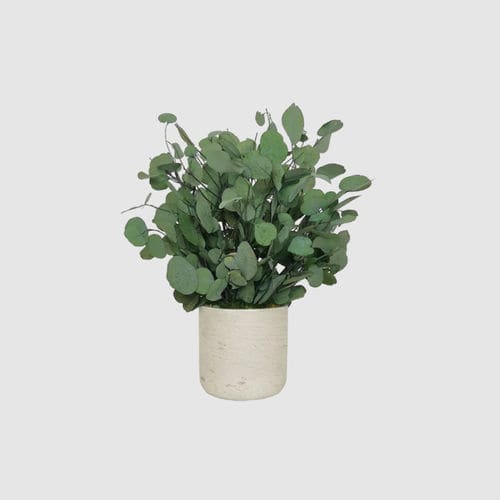 Plante ornementale stabilisée - POPULUS 30 - naturall green - eucalyptus / de petite taille / d'intérieur