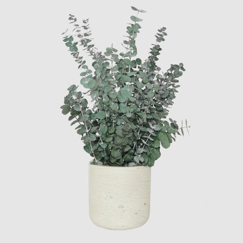 Plante ornementale stabilisée - BABY 30  - naturall green - eucalyptus / de petite taille / d'intérieur