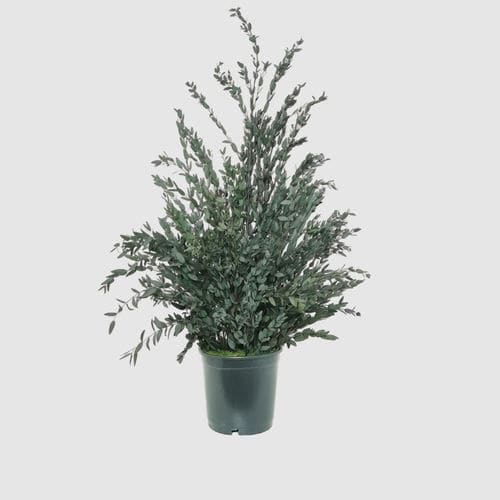 Plante ornementale stabilisée - PARVIFOLIA 70 - naturall green - eucalyptus / de taille moyenne / d'intérieur