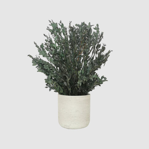 Plante ornementale stabilisée - PARVIFOLIA 30 - naturall green - eucalyptus / de petite taille / d'intérieur