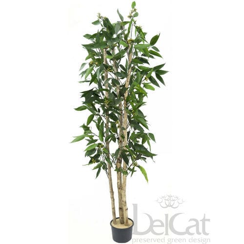 Plante ornementale stabilisée - ROBUSTA - Belcat Bt. - eucalyptus / pour intérieur