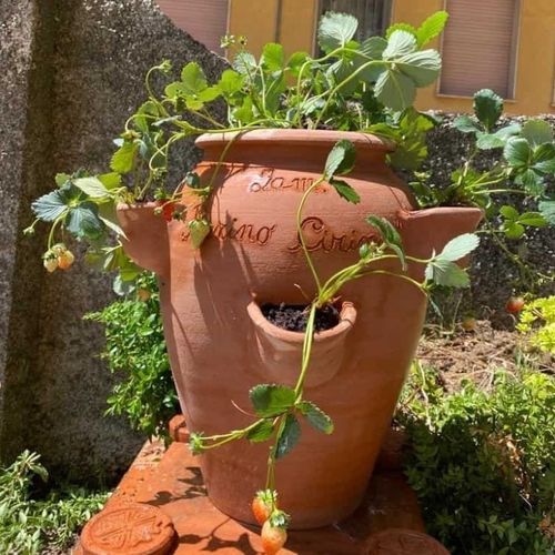 Pot de jardin en terracotta - Fragoliera  - cestenoli srl - rond / résidentiel