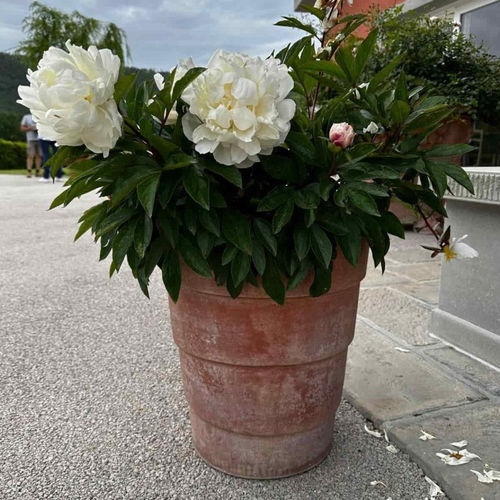 Pot de fleur en terracotta - Fasce Impruneta - cestenoli srl - rond / résidentiel