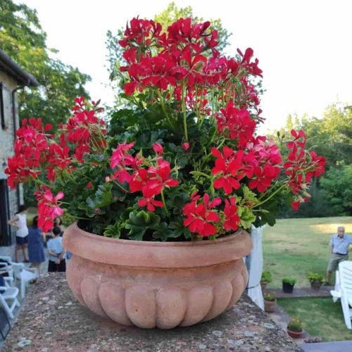 Jardinière en terracotta - Ciotola Baccellata - cestenoli srl - ronde / fait main / classique
