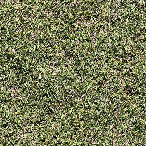 Gazon naturel - Zoysia L1F - Novogreen - en rouleau / pour terrain de sport / pour jardin