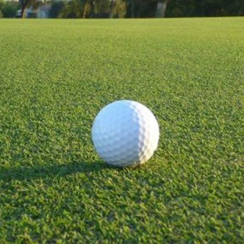 Gazon naturel - BERMUDA ULTRADWARF SUNDAY - Novogreen - en rouleau / pour terrain de sport / pour activité sportive