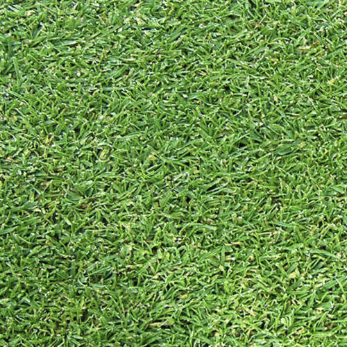 Gazon naturel - AGROSTIS L93 - Novogreen - en rouleau / pour terrain de sport / pour terrain de football