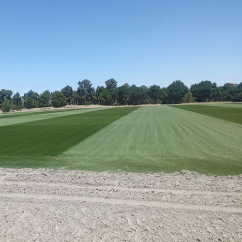 Gazon naturel - NOVOGRASS H-22 (Hybrid) - Novogreen - en rouleau / pour terrain de football / drainant