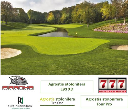 Gazon naturel - AGROSTIS ad-hoc - Novogreen - en rouleau / pour terrain de sport / pour terrain de golf