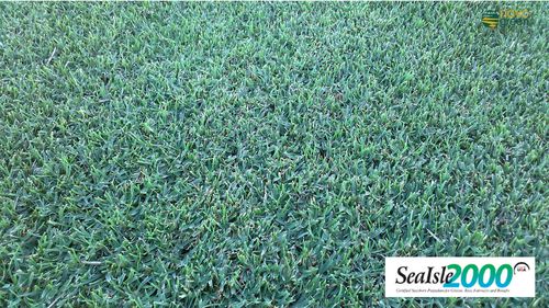Gazon naturel - Paspalum Sealsle 2000 - Novogreen - en rouleau / pour terrain de sport / pour jardin