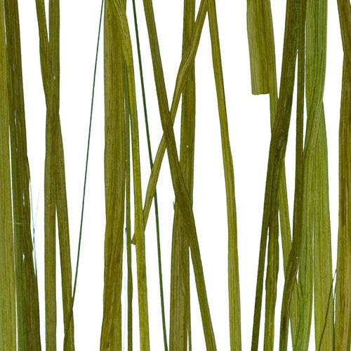 Panneau décoratif pour agencement intérieur - SEAWEED - Lumicor - en résine / lisse / translucide