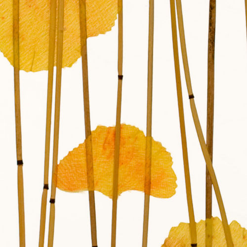 Panneau pour agencement intérieur - GINKGO REED - Lumicor - en résine / lisse / translucide