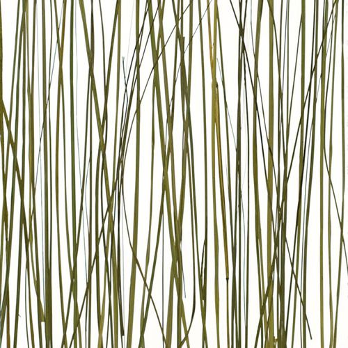Panneau décoratif pour agencement intérieur - COASTAL - Lumicor - en résine / lisse / translucide