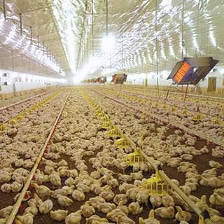 Chauffage infrarouge mural - POULTRY - SBM - de plafond / à gaz / professionnel