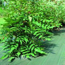 Toile de paillage anti-UV - STANDARD GREEN - Flexirub - hors-sol