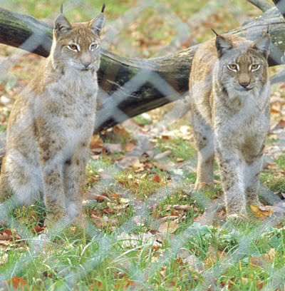 Clôture en maille plastique - PARCS - Jacot des Combes - pour enclos animalier / en bois