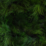 Mur végétal stabilisé - SURFACE TIKI-GRASS - meamea - en panneau modulaire / naturel / d'intérieur