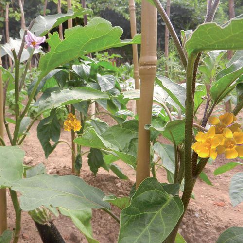 Tuteur de plantes en plastique - BAMBOO UP - Tenax UK Ltd  - piquet / pour applications agricoles