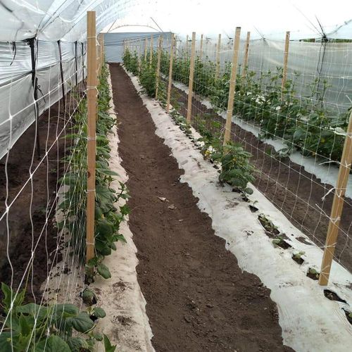 Tuteur de plantes en polypropylène - HORTONOVA - Tenax UK Ltd  - treille / pour légumes / résistant aux UV