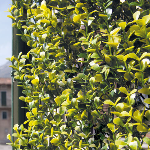 Brise-vue en panneau - DIVY BUXUS - Tenax UK Ltd  - en polyéthylène / modulaire / 3D