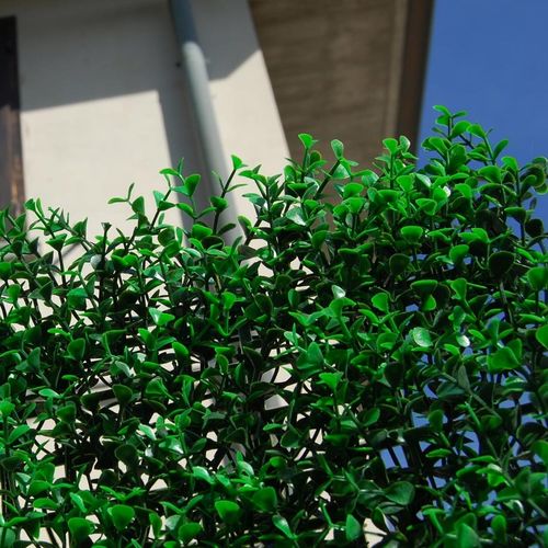 Brise-vue en panneau - DIVY BUXUS INTENSE - Tenax UK Ltd  - en polyéthylène / modulaire / 3D