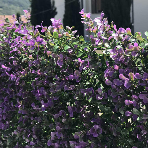 Brise-vue en panneau - DIVY BUXUS LILAC - Tenax UK Ltd  - en polyéthylène / modulaire / 3D