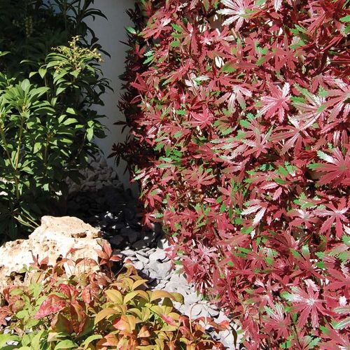 Brise-vue en panneau - DIVY X-TENS RED ACER - Tenax UK Ltd  - en polyéthylène / modulaire / 3D