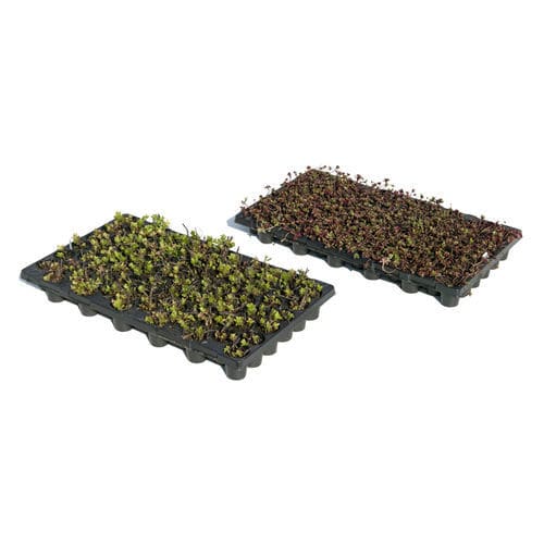 Kit pour toiture végétalisée en plastique - I.D.® PLUG PLANTS   - LE PRIEURE - extensive