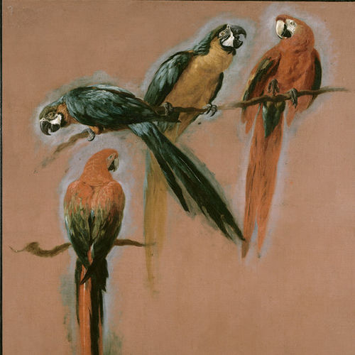 Panneau décoratif de revêtement - 4 MACAWS - Papiers de Paris - mural / à grande résistance / en papier