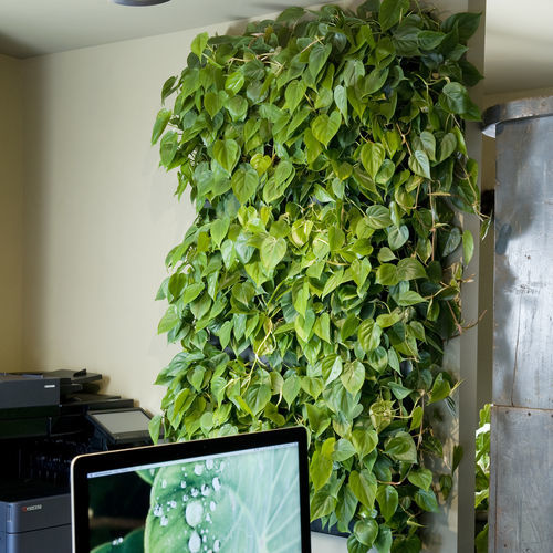 Mur végétal en végétaux vivants - LivePanel PACK - Mobilane - en panneau modulaire / naturel / d'intérieur