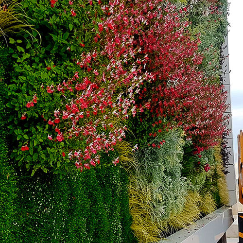 Mur végétal en végétaux vivants - FRAGA, HUESCA - ASOFRUBE - Paisajismo Urbano - en panneau modulaire / naturel / floral