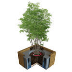corset d'arbre en bois