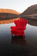 fauteuil design nouveau baroque / en cuir / en bois / en plastique