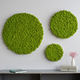 mousse stabilisée boule / pour tableau végétal / en panneaux